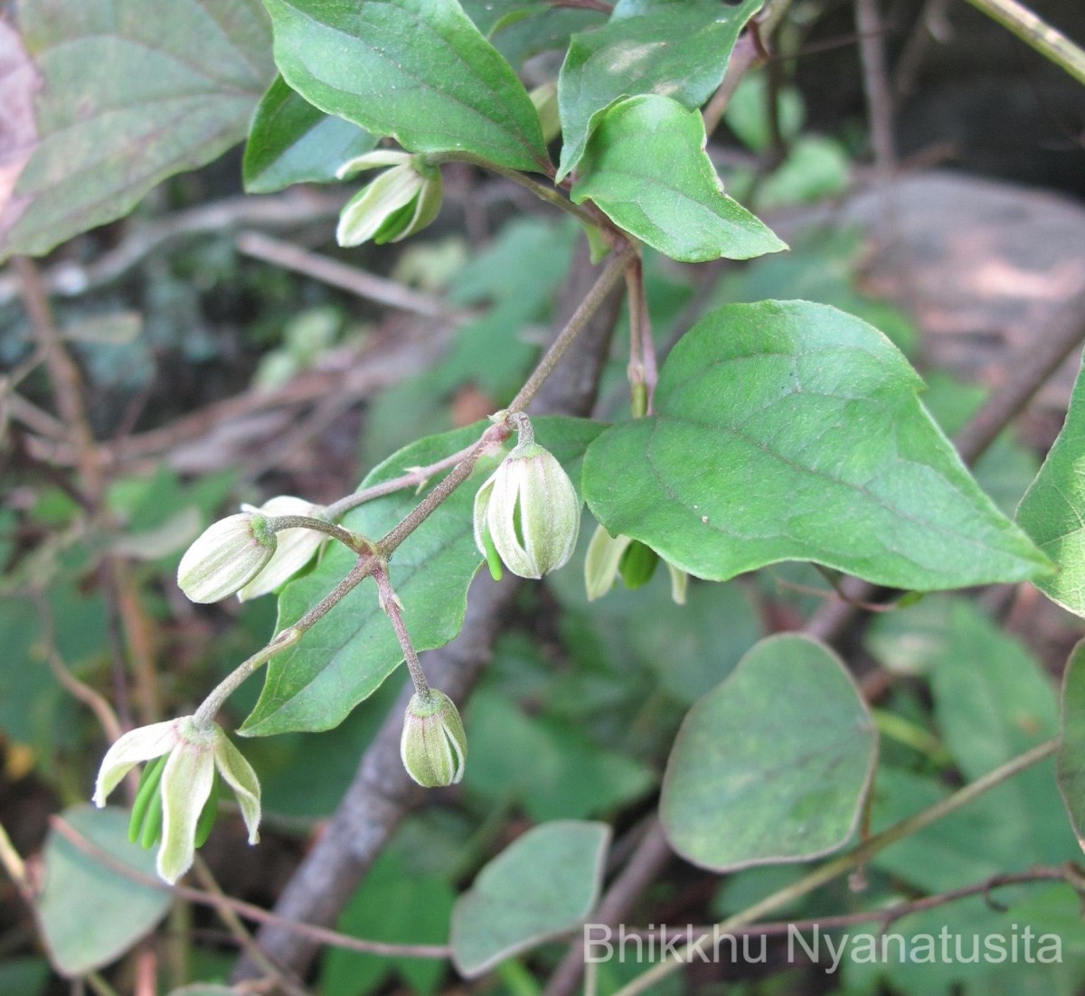 Clematis zeylanica (L.) Poir.